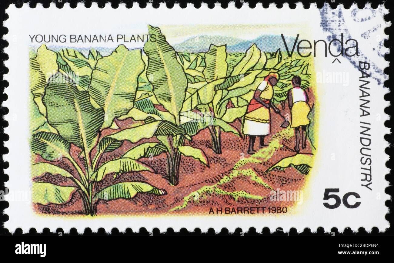 Young banana plantation on african postage stamp Stock Photo