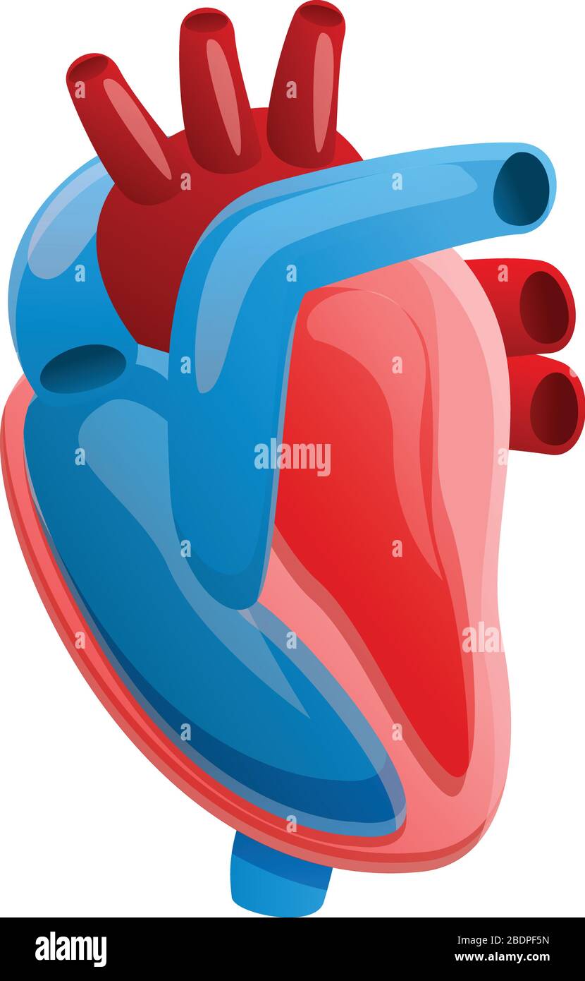 Anatomy human heart icon. Cartoon of anatomy human heart vector icon for web design isolated on white background Stock Vector