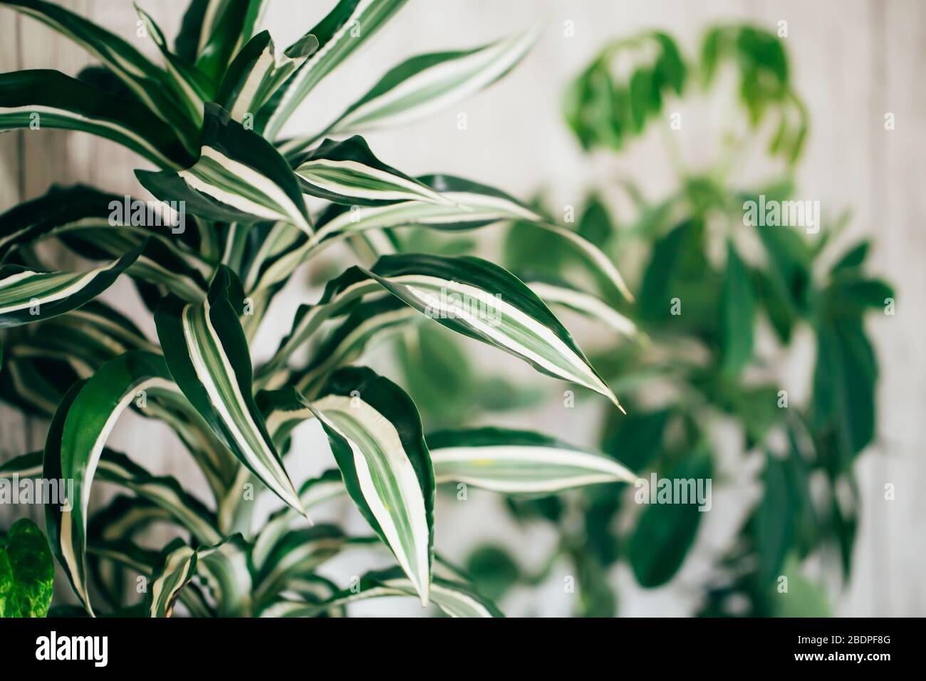 Growing home plants, home gardening, spring time, the awakening of nature, care for home plants Stock Photo