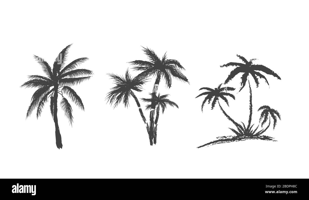 Set of palms trees on isolated on white background. Silhouettes art
