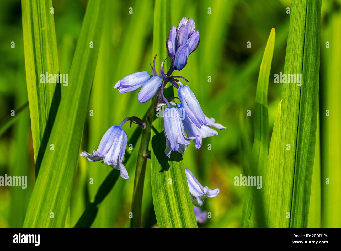 Bluebells, blubell trumpets Stock Photo