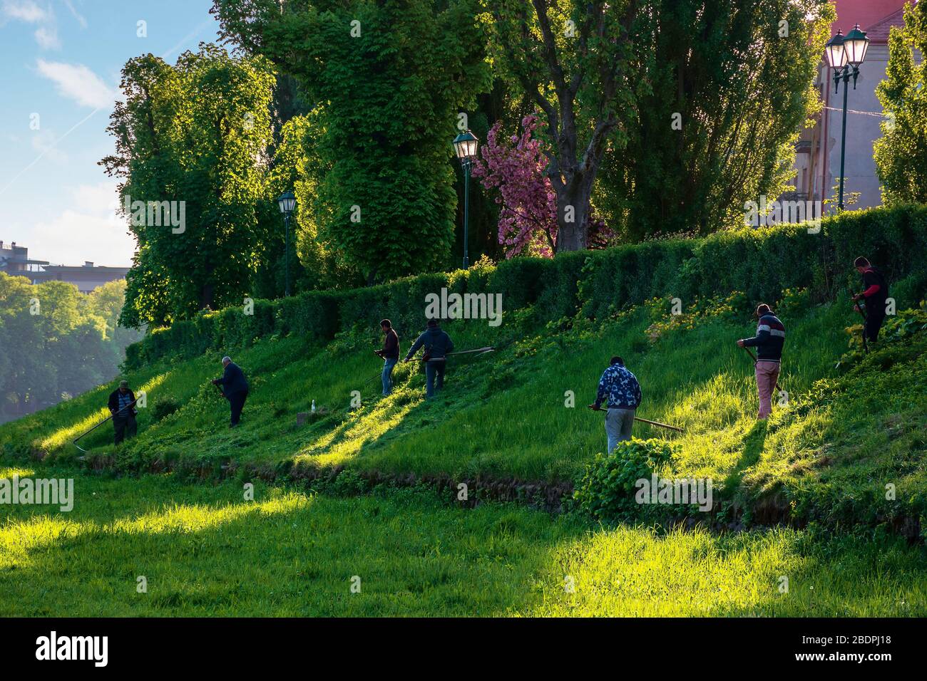 group of people scything the grass on a hump. lawn mowing in an old-school way on a sunny morning in springtime. location kyiv embankment in uzhgorod Stock Photo