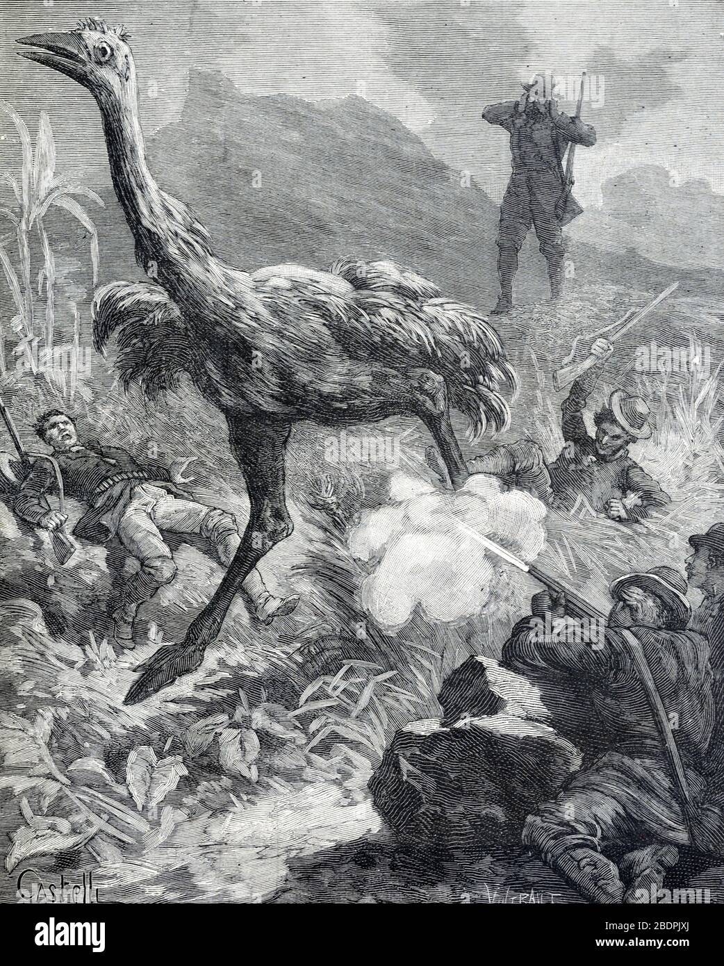 Hunting Moa, an Extinct Flightless Bird, in New Zealand or Oceania . Vintage or Old Illustration or Engraving 1886 Stock Photo