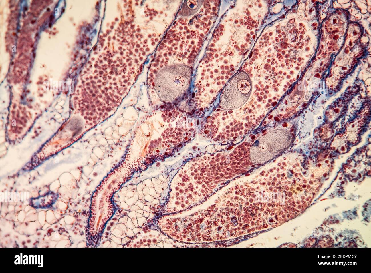 hermaphrodite gland Gewebe unter dem Mikroskop 200x Stock Photo - Alamy