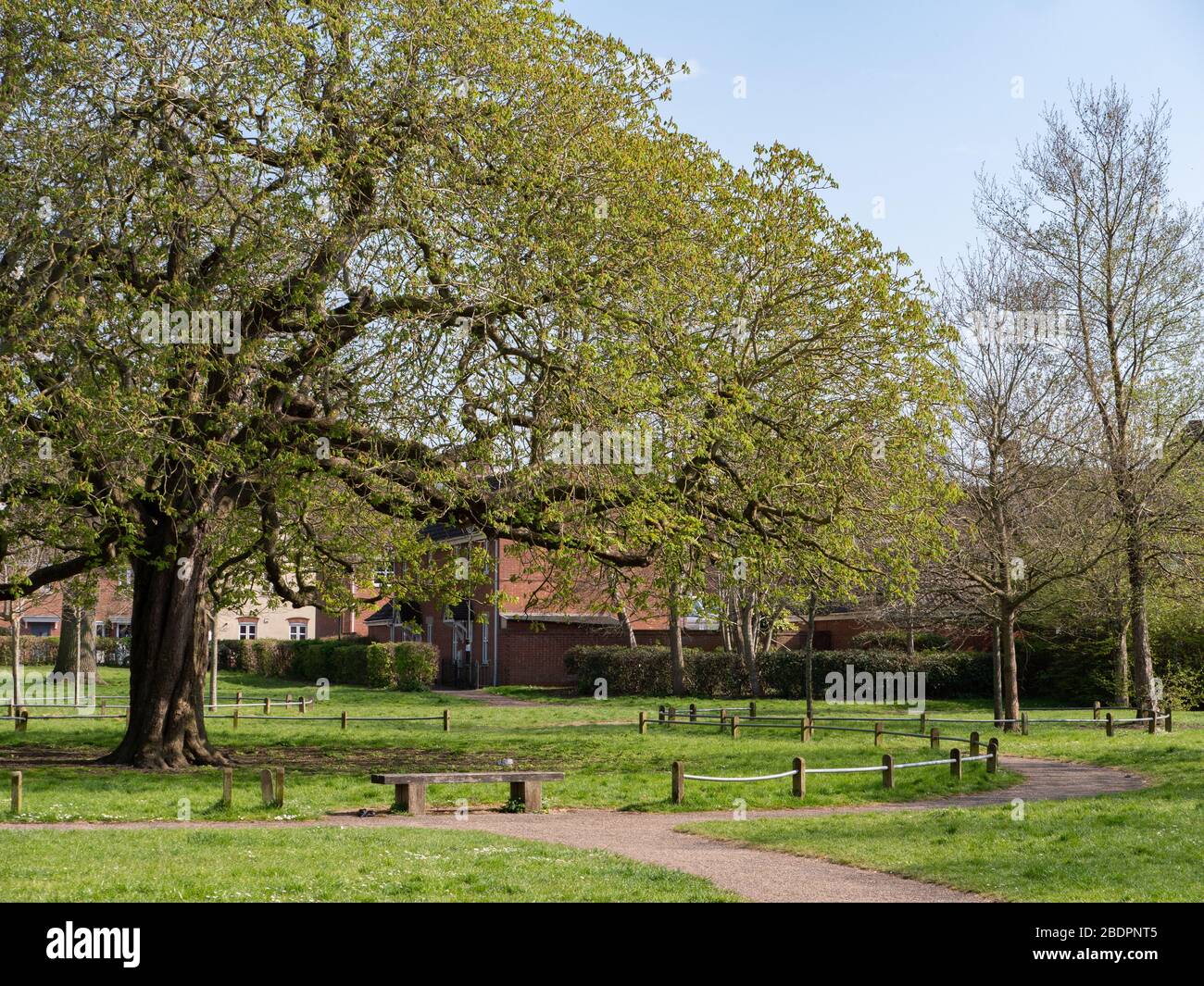 Mature Horse chestnut (Aesculus hippocastanum) tree in green space on
