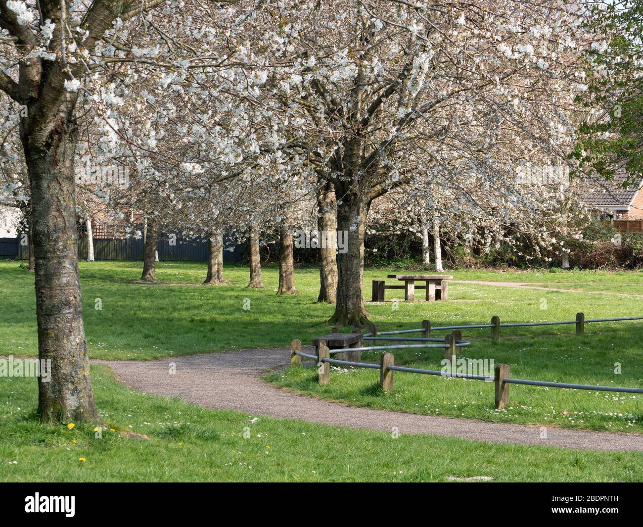 Sakura trees uk hi-res stock photography and images - Alamy