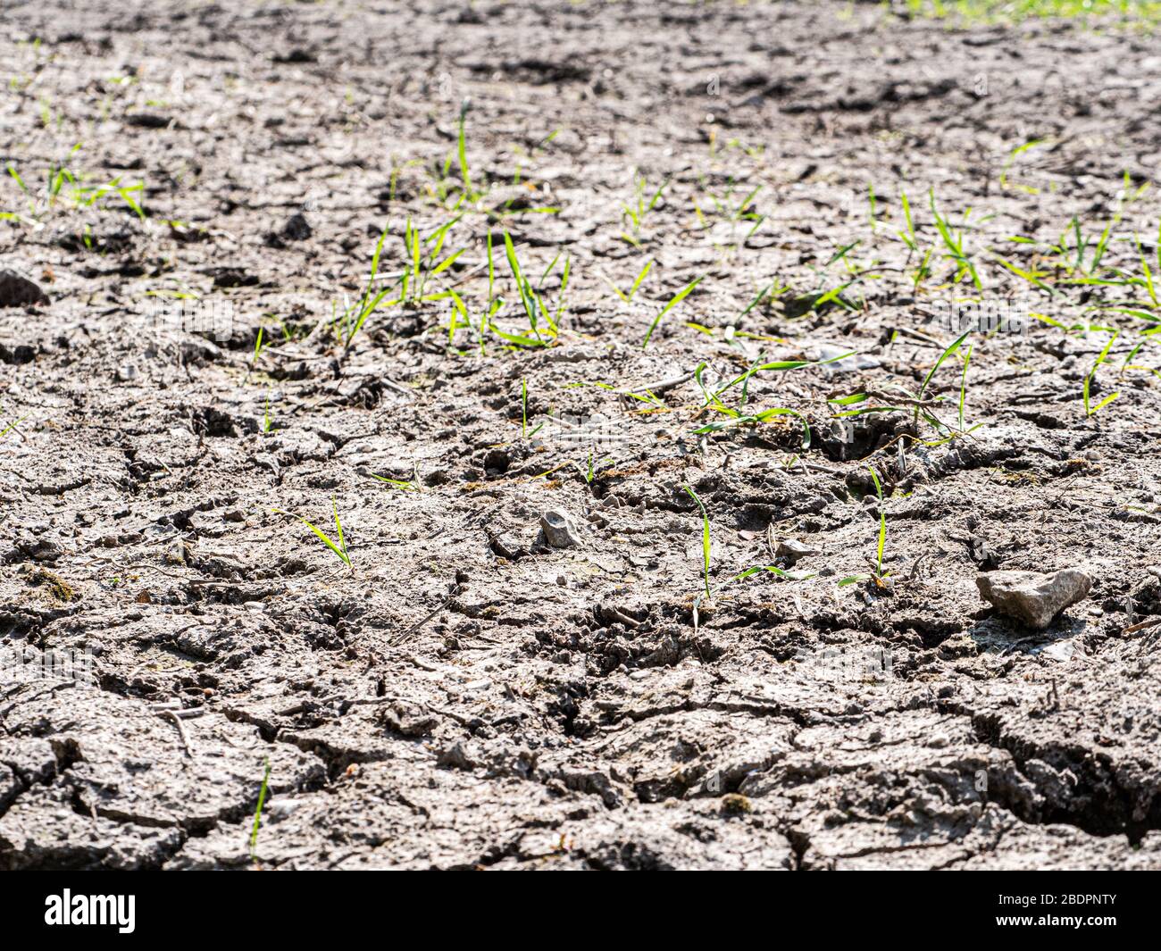Dried, cracked earth with sparse growth of Common wheat (Triticum aestivum) in Wiltshire, UK. Stock Photo