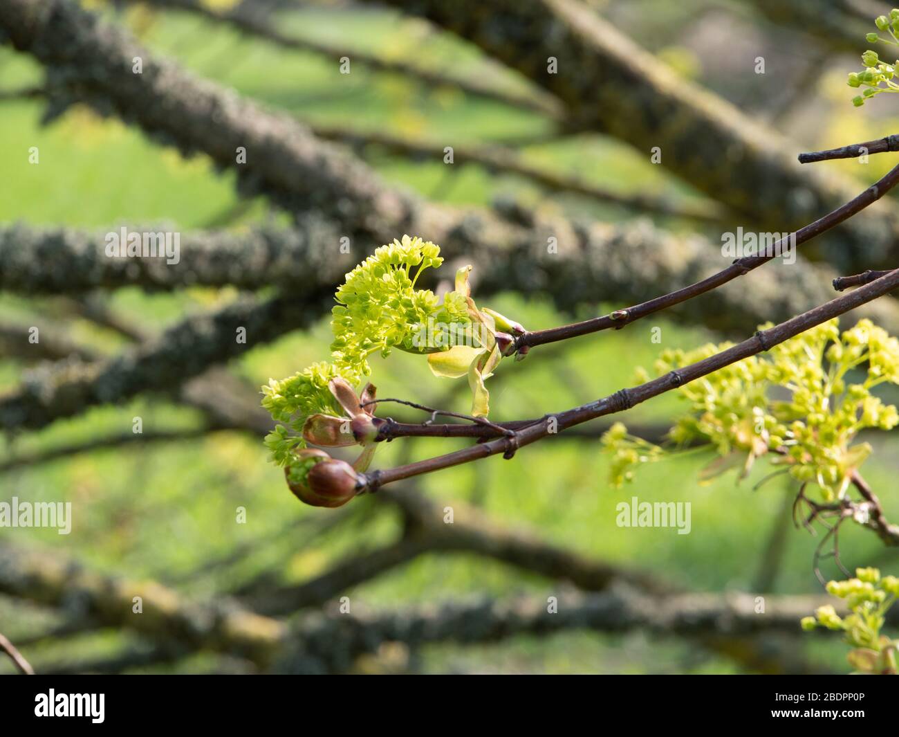 Norway maple (Acer platanoides) coming into leaf in springtime. Stock Photo