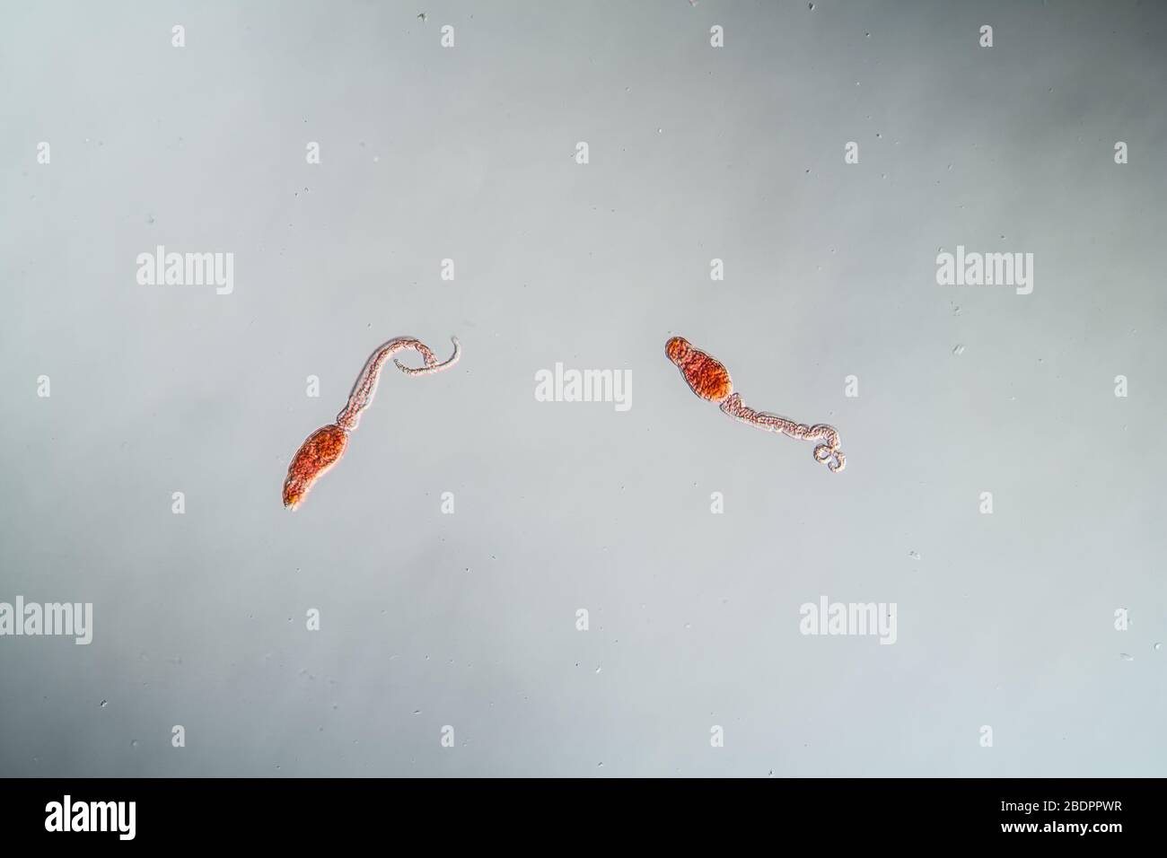 Furcocercaria of schistosomiasis worm 100x Stock Photo