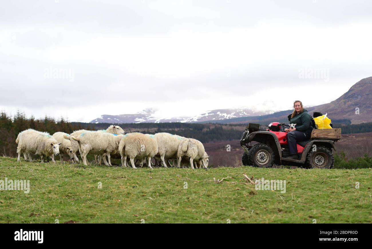 Chloe Malcolm, aged 25, tends to her flock as she has been appointed as manager of one of Scotland's biggest upland farming operations. She will oversee 12,000 acres of hill farm and 600 sheep in Glenshero and Inverlair for Jahama Highland Estates, part of the GFG Alliance industrial group. Stock Photo