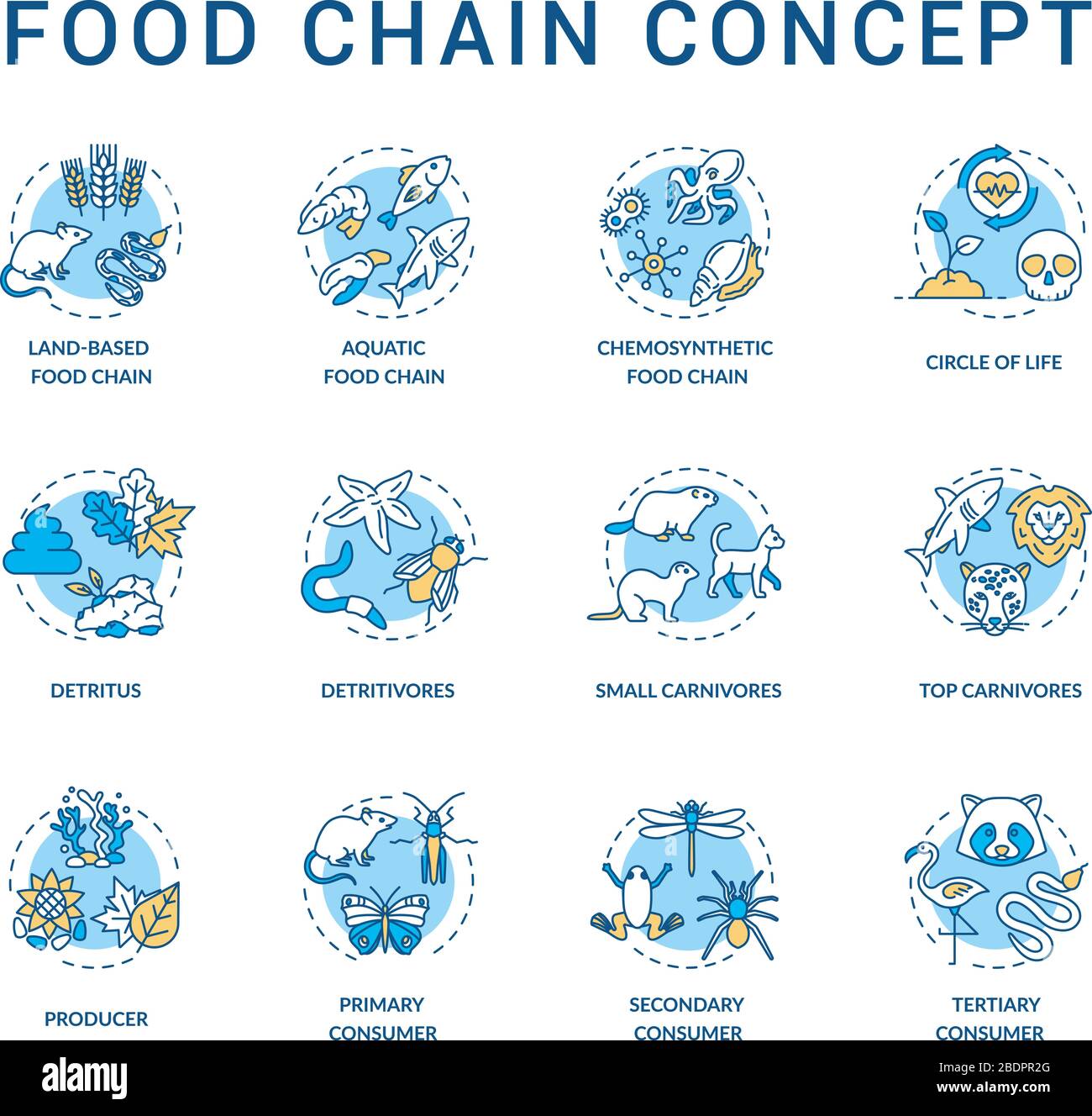 Food chain concept icons set. Primary, secondary and tertiary consumers. Small and top carnivores. Life cycle idea thin line RGB color illustrations Stock Vector