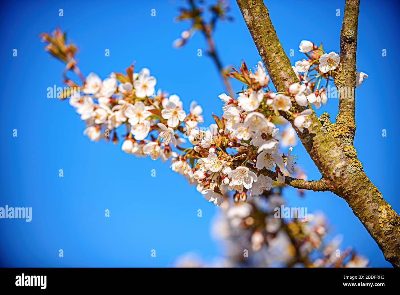 The flowers of a cherry tree in spring Stock Photo - Alamy