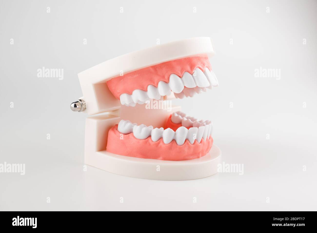 acrylic human jaw model for studying oral hygiene Stock Photo