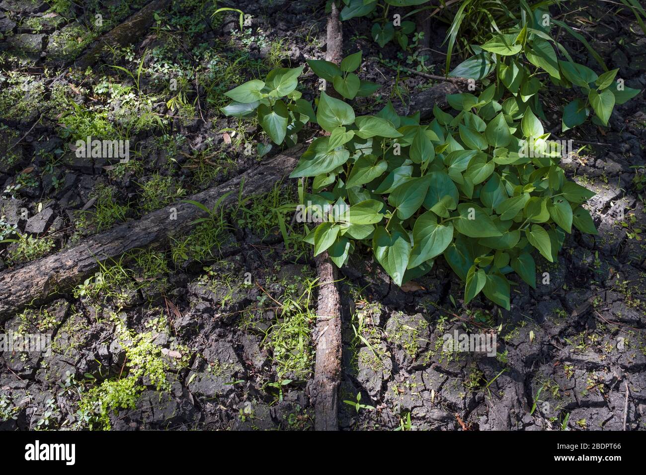 Plants growing from cracked mud in dried out Florida forest wetland
