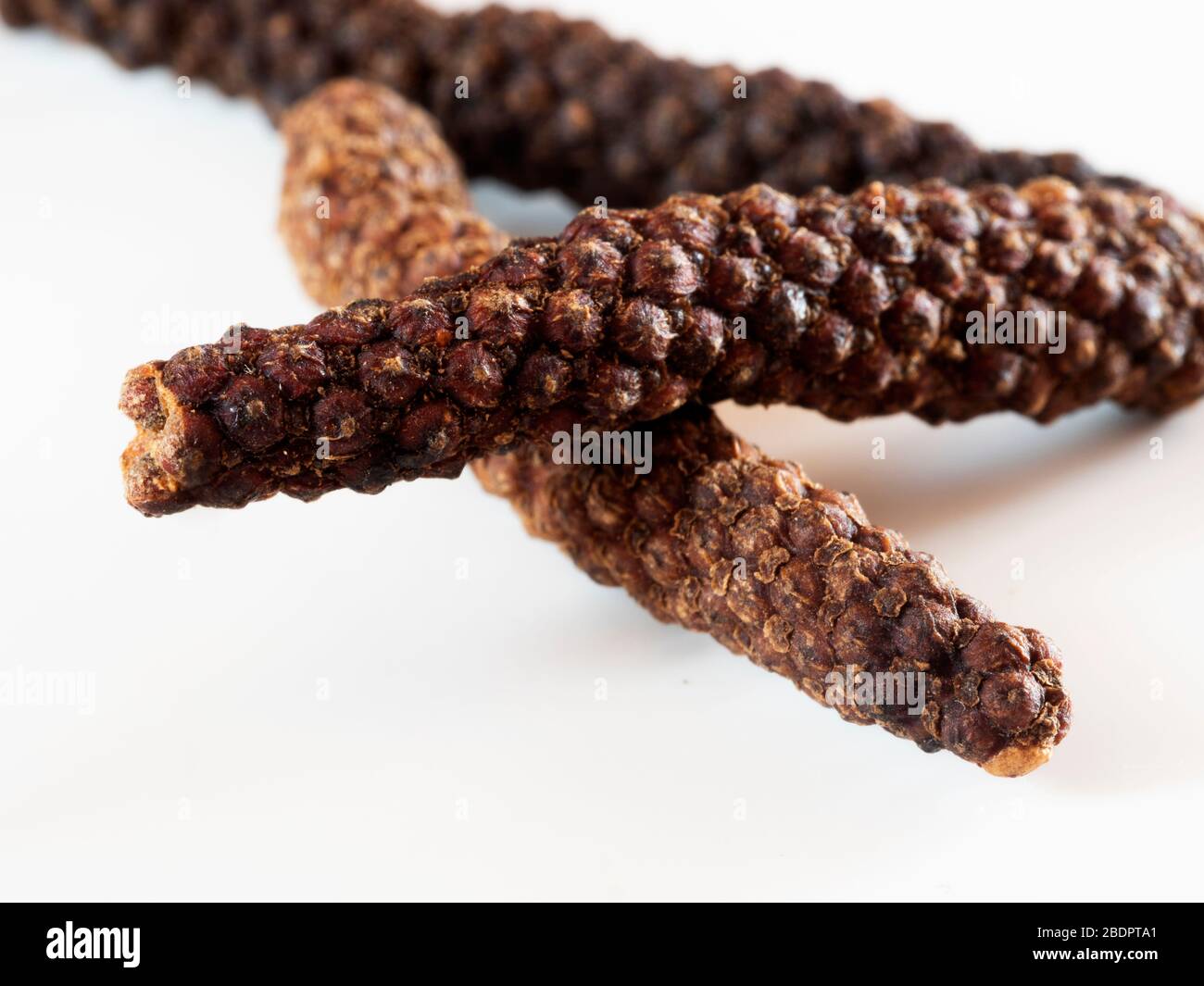 Long pepper (Piper longum), sometimes called Indian long pepper or ...