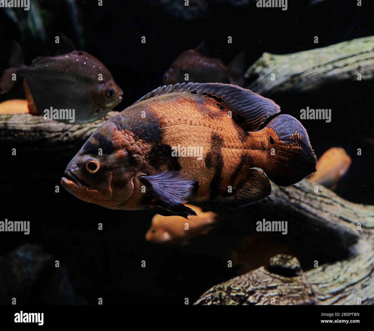 Aquarium fish Astronotus Stock Photo