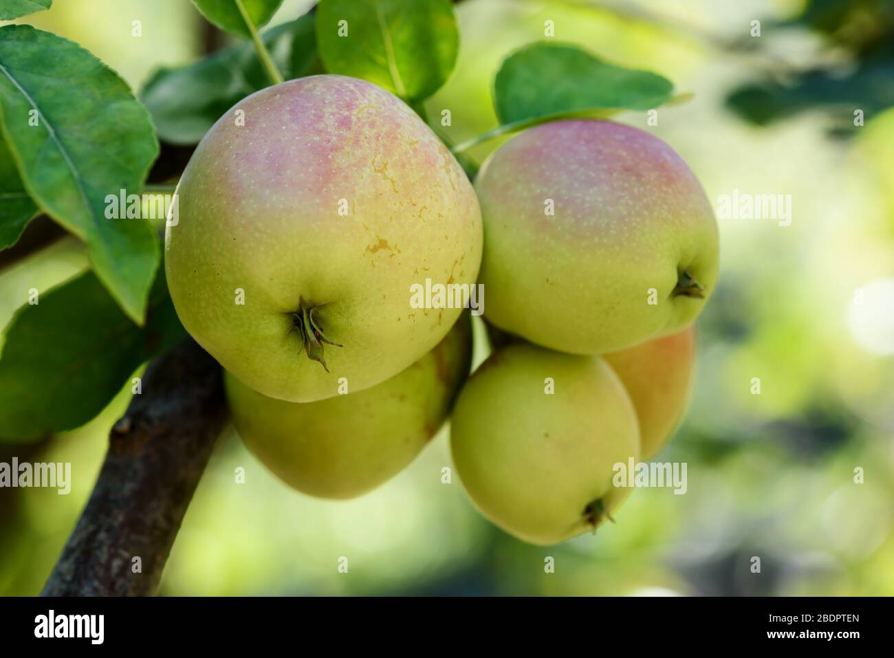 Green delicious apples hanging from a tree branch in an apple orchard ...