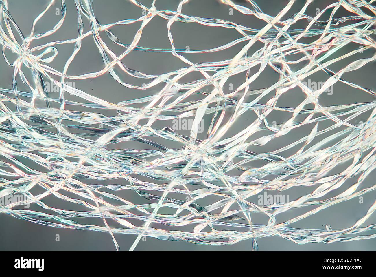 Cotton fibers under the microscope 100x Stock Photo Alamy