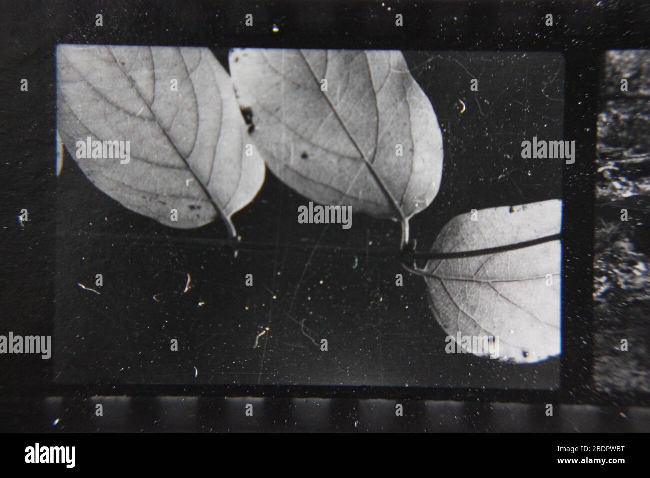 Fine 1970s vintage black and white photography of a closeup of the ...