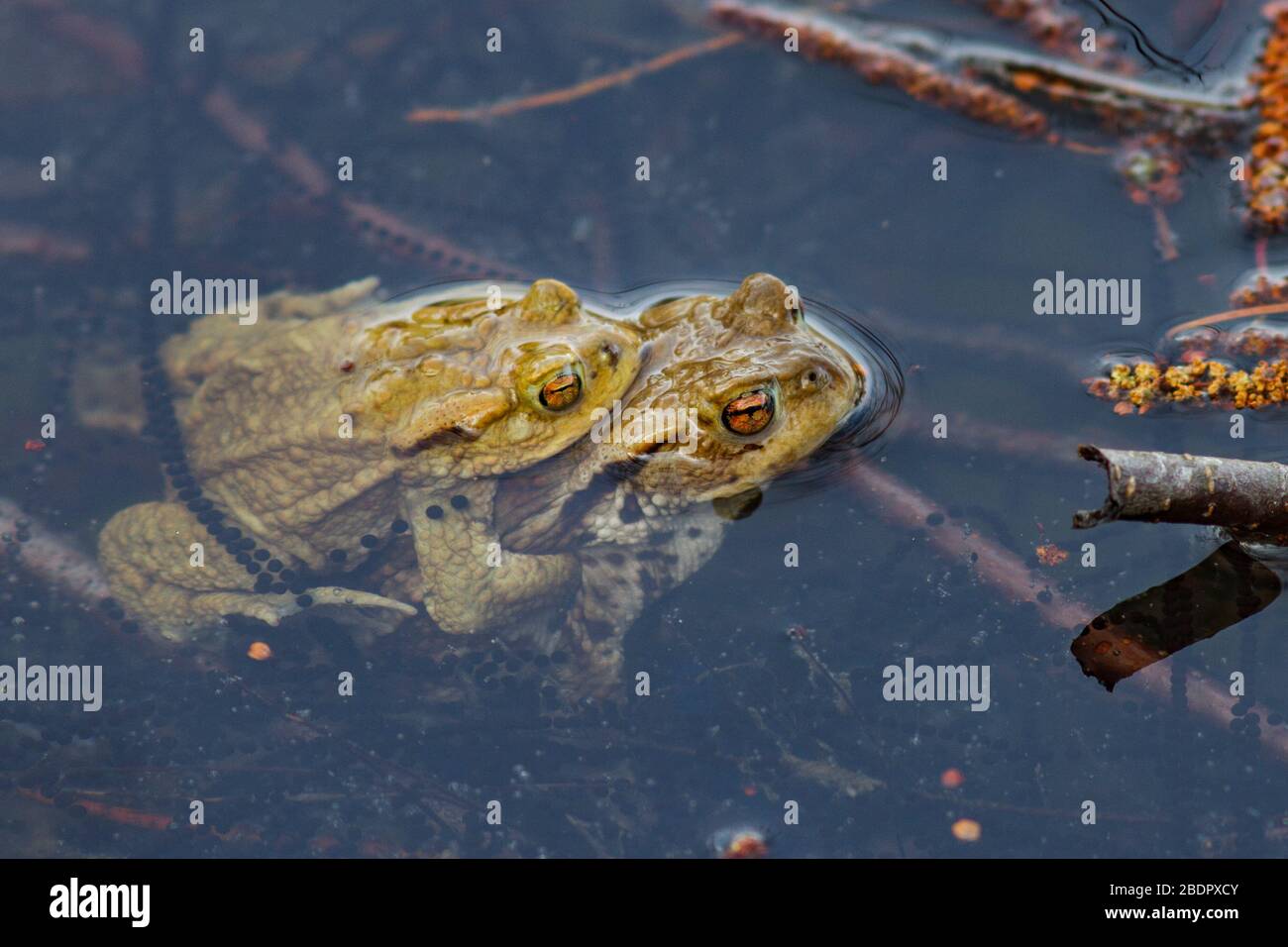 Erdkröten (Bufo bufo) Paar Stock Photo