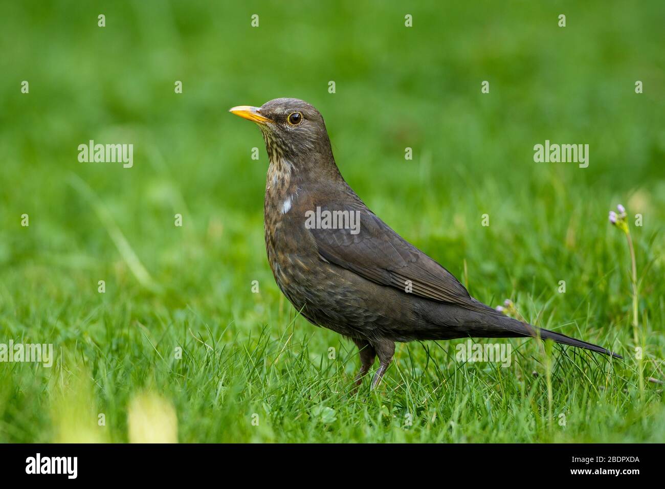 Amsel Turdus Merula Weibchen Stock Photo Alamy Amsel Turdus Merula Weibchen Stock Photo Alamy