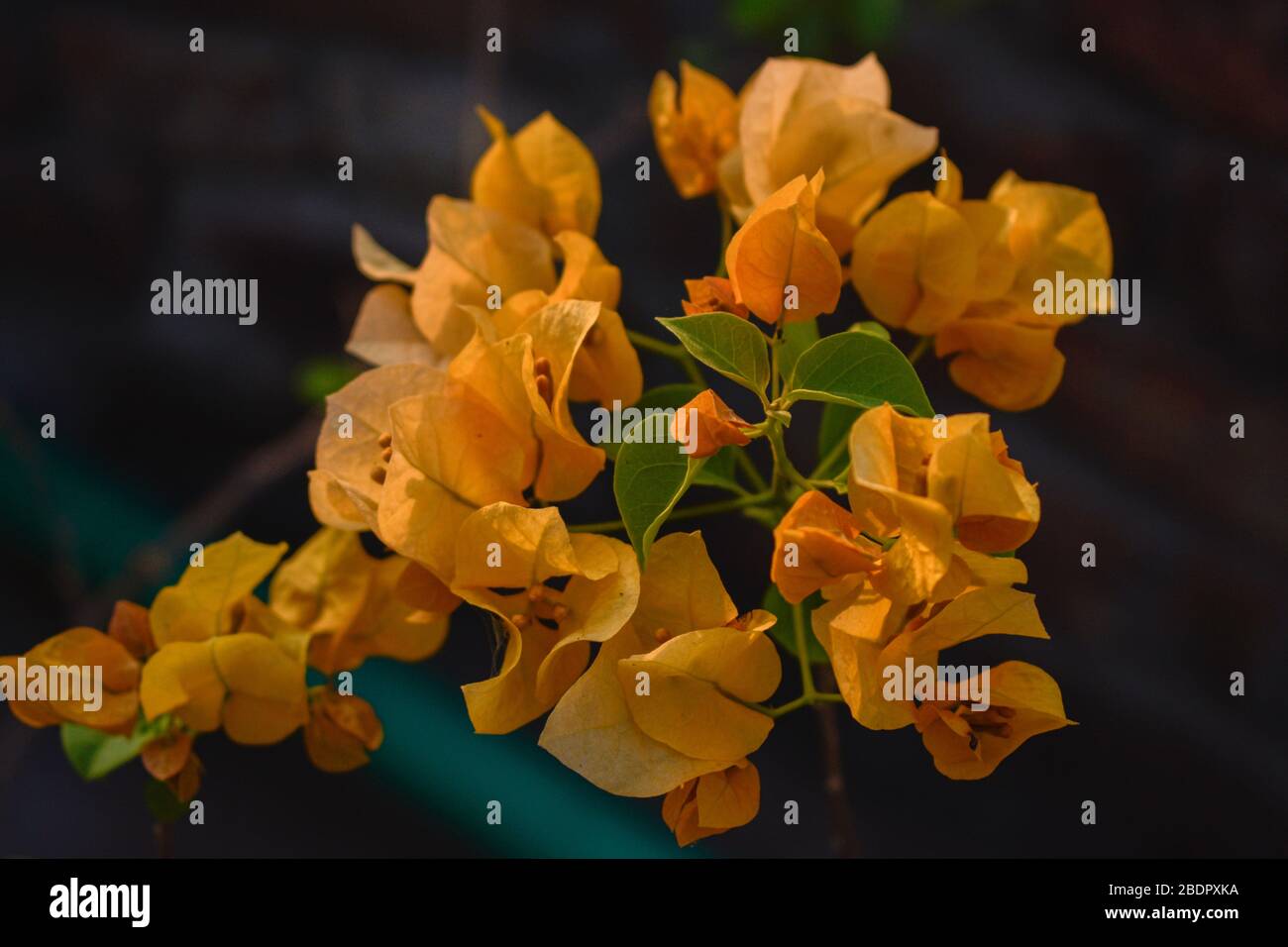 Yellow Bougainvillea at Garden Stock Photo Alamy