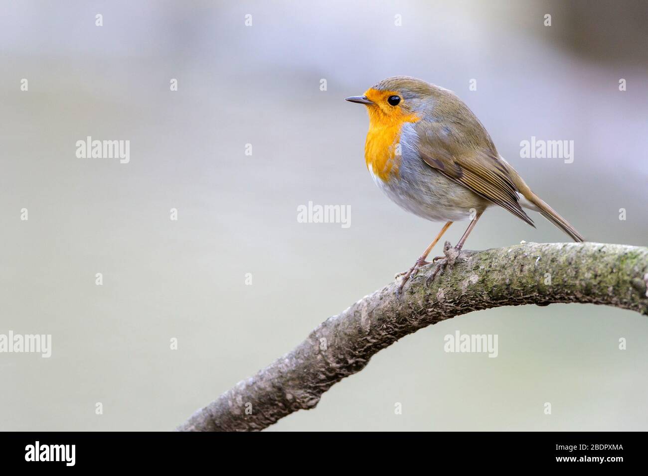 Rotkehlchen (Erithacus rubecula) Stock Photo