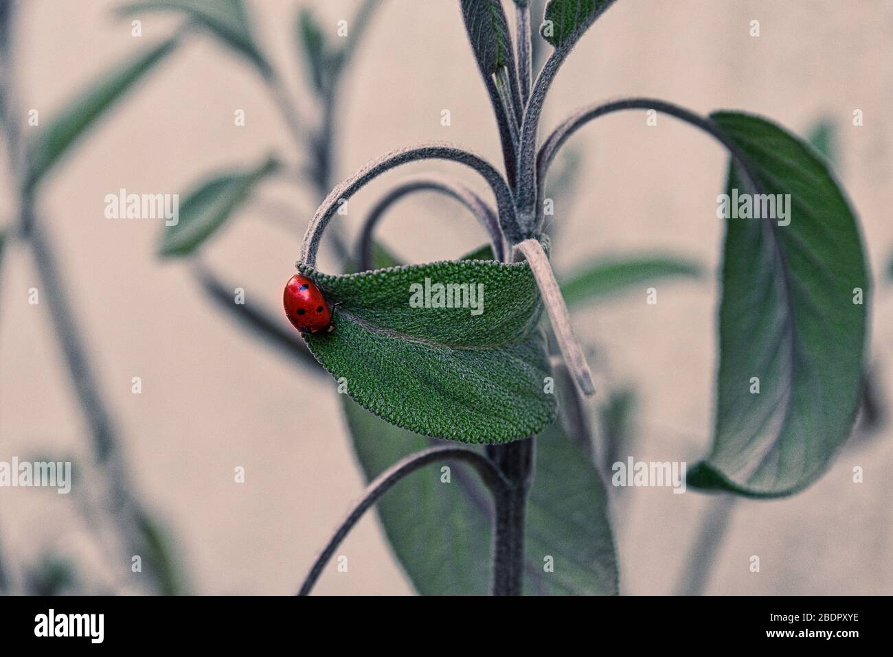 Ladybug enjoying fresh grown sage leaf, close-up spring image of ladybird Stock Photo