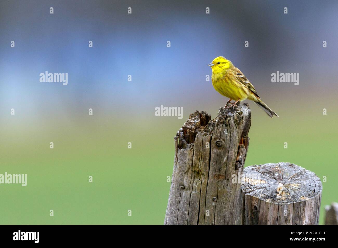 Goldammer (Emberiza citrinella) Männchen Stock Photo