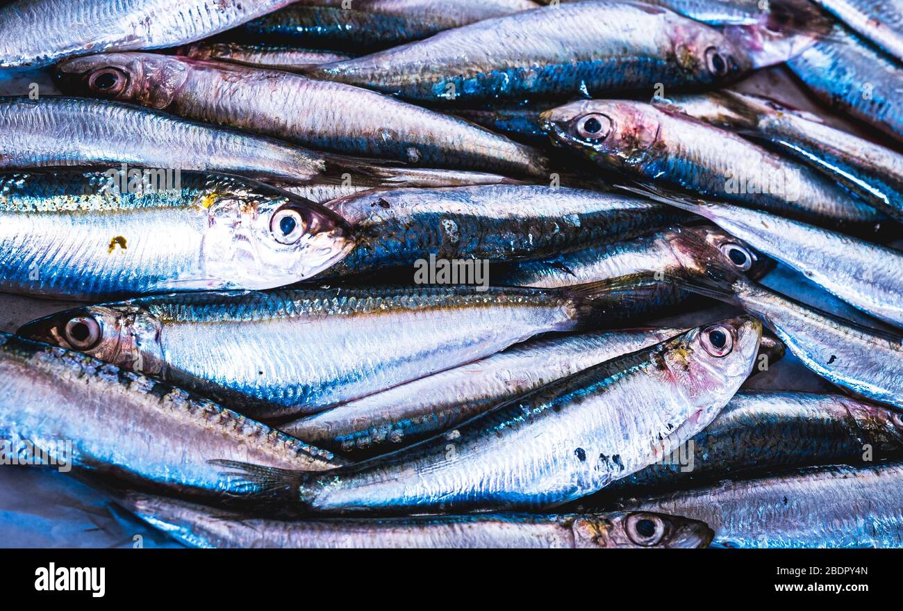 fresh sardines in a rpw,  photo full of fresh sardines caught in the sea Stock Photo