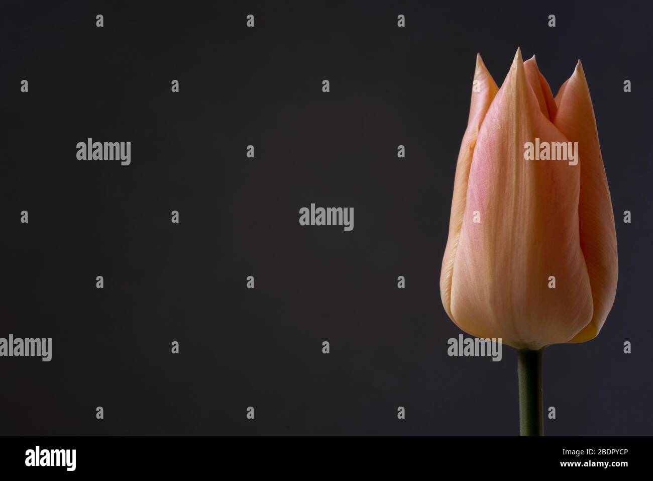 Single tulip  isolated on a grey background. Stock Photo