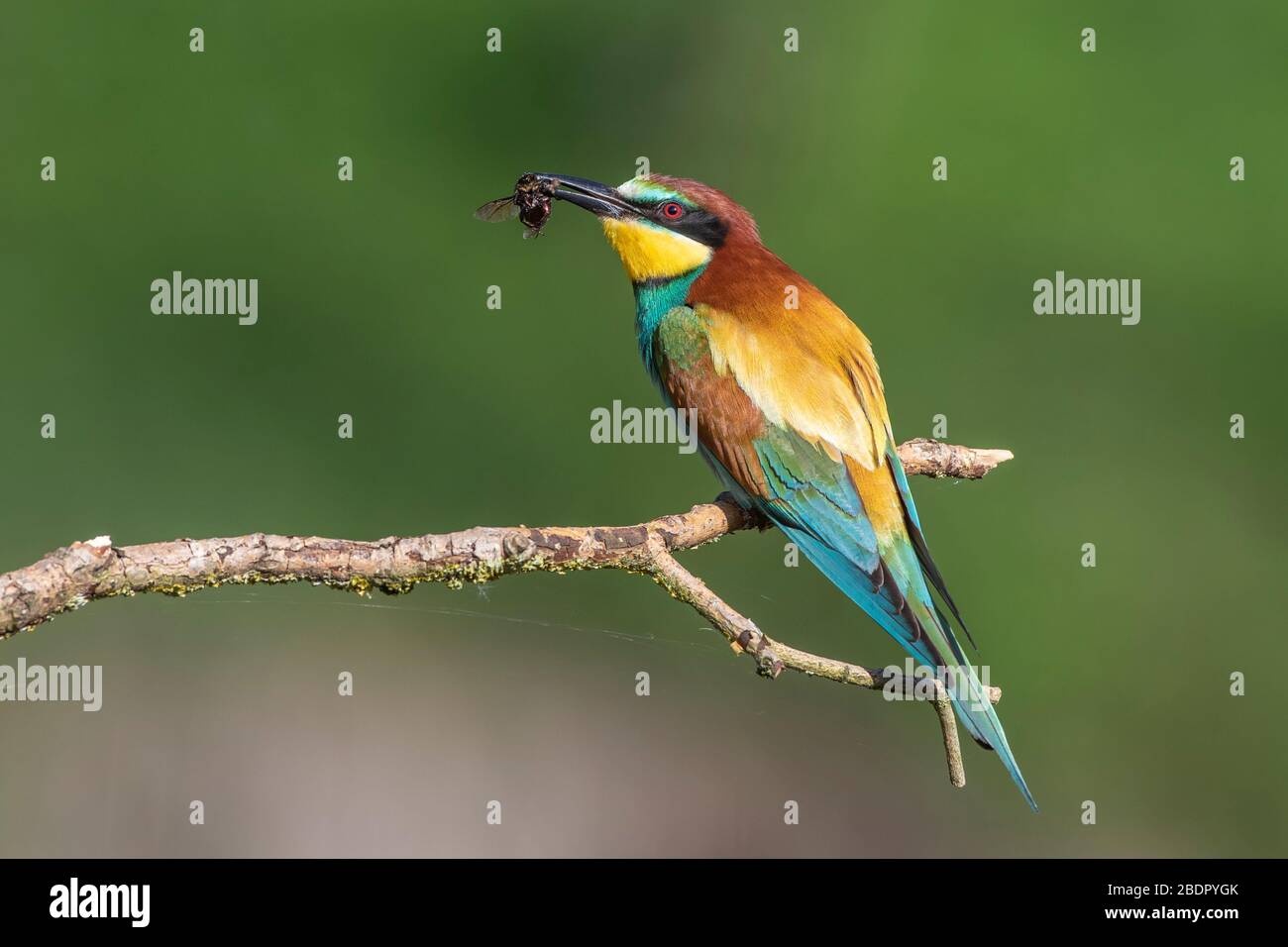 Bienenfresser (Merops apiaster) mit Beute Stock Photo