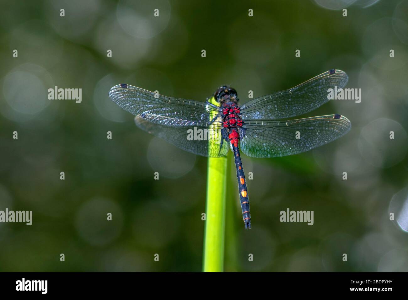 KLEINE MOOSJUNGFER WIKIPEDIA intelligence overview