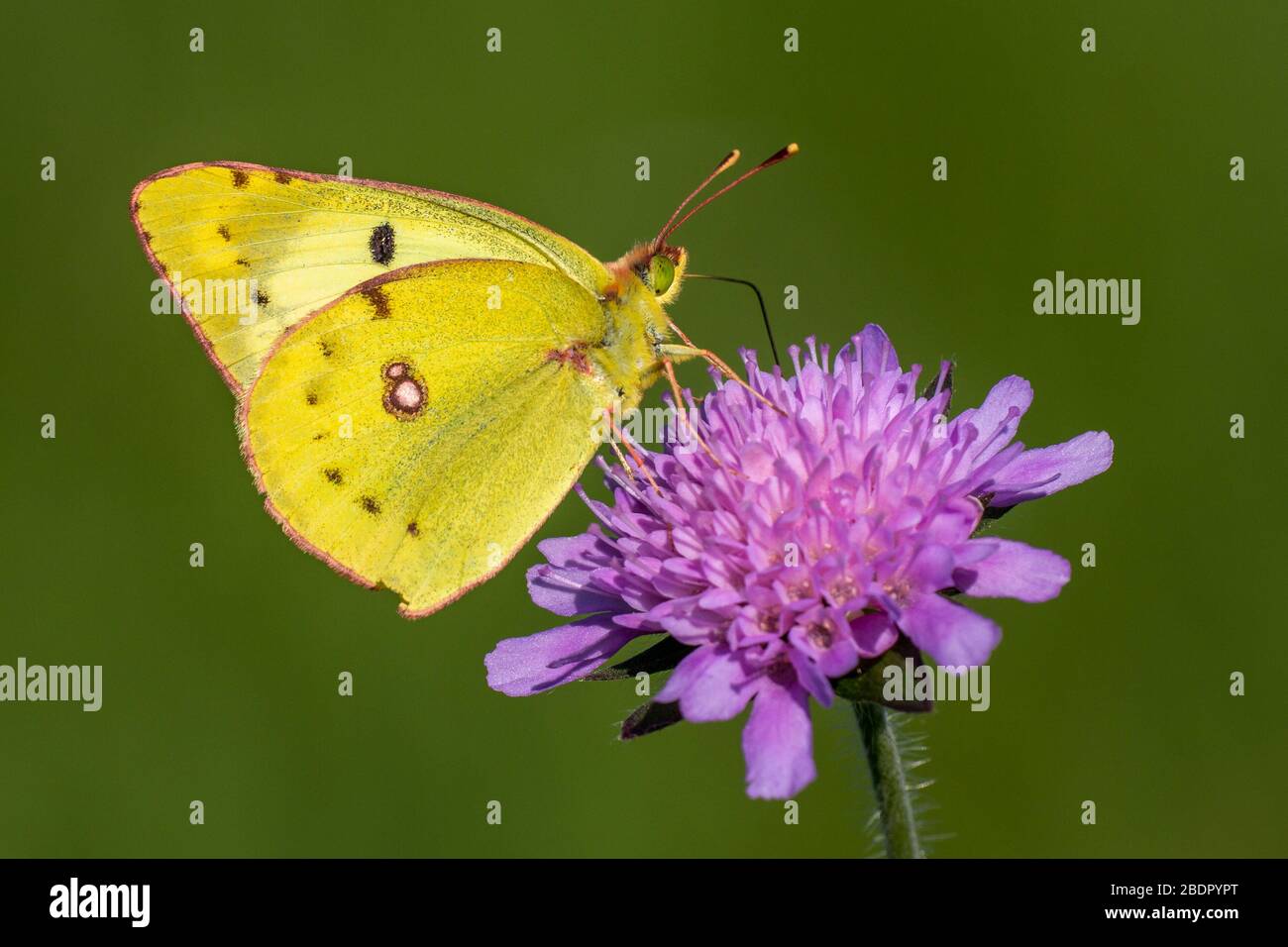 Goldene Acht (Colias hyale) Stock Photo