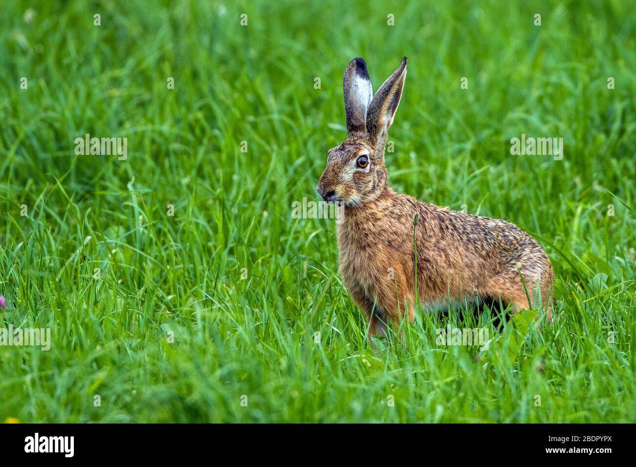 Feldhase (Lepus europaeus) Stock Photo