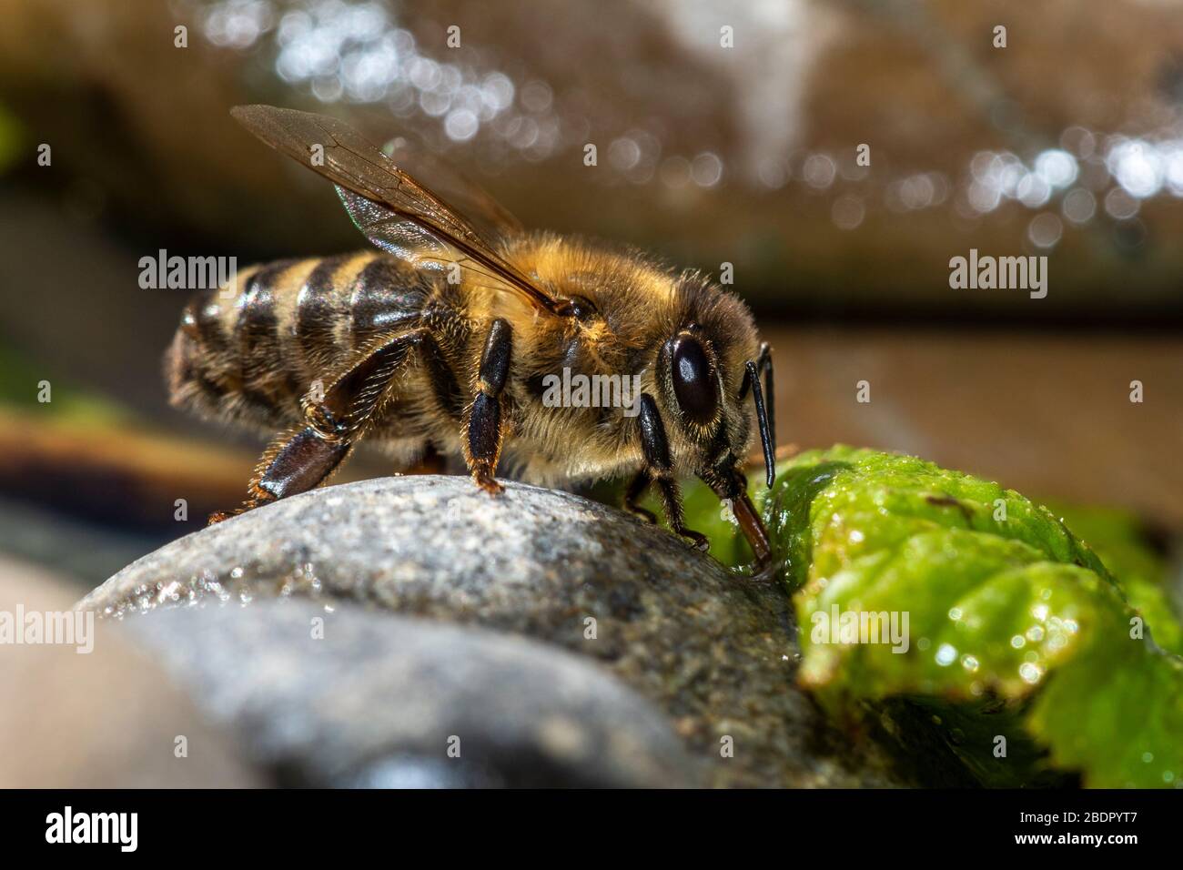 Honigbiene (Apis mellifera) beim Wasser holen Stock Photo