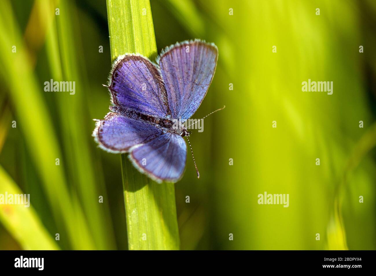 Kurzschwänziger Bläuling (Cupido argiades) Stock Photo