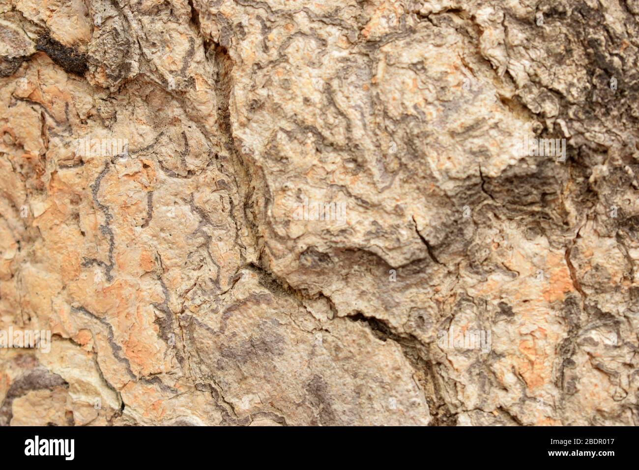 Dry Tree Branch Textured Close-up background Macro Stock Photography Image Stock Photo