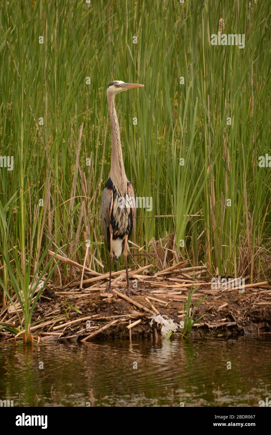 Great Blue Heron standing tall on shoreline in Ontario, Canada Stock Photo