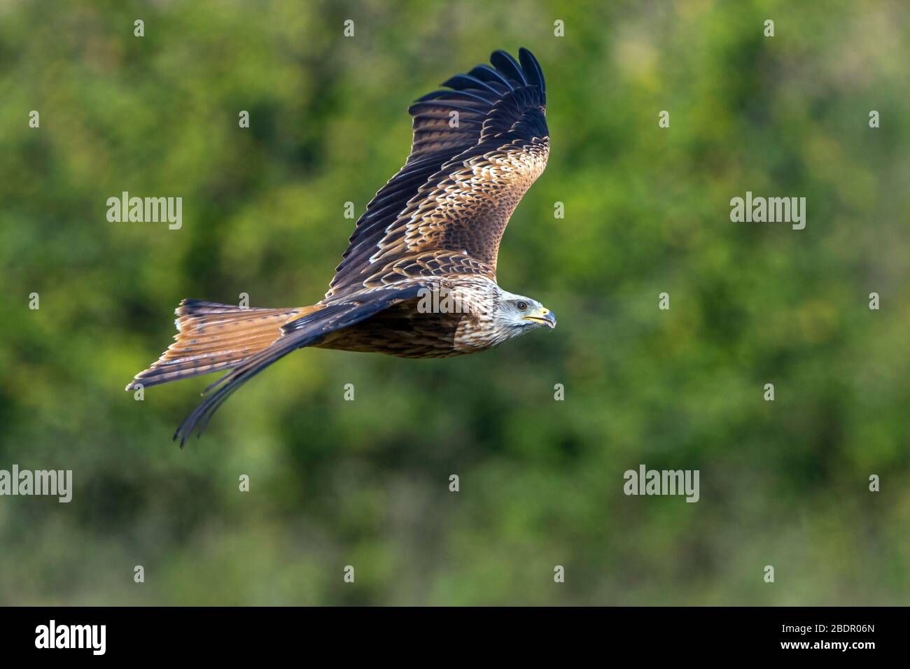 Rotmilan (Milvus milvus) Stock Photo