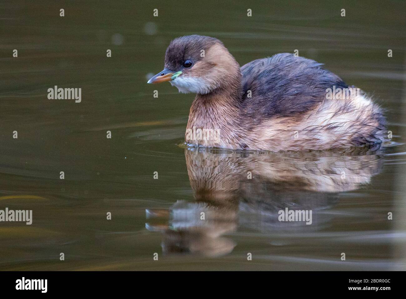 Zwergtaucher (Tachybaptus ruficollis) Stock Photo