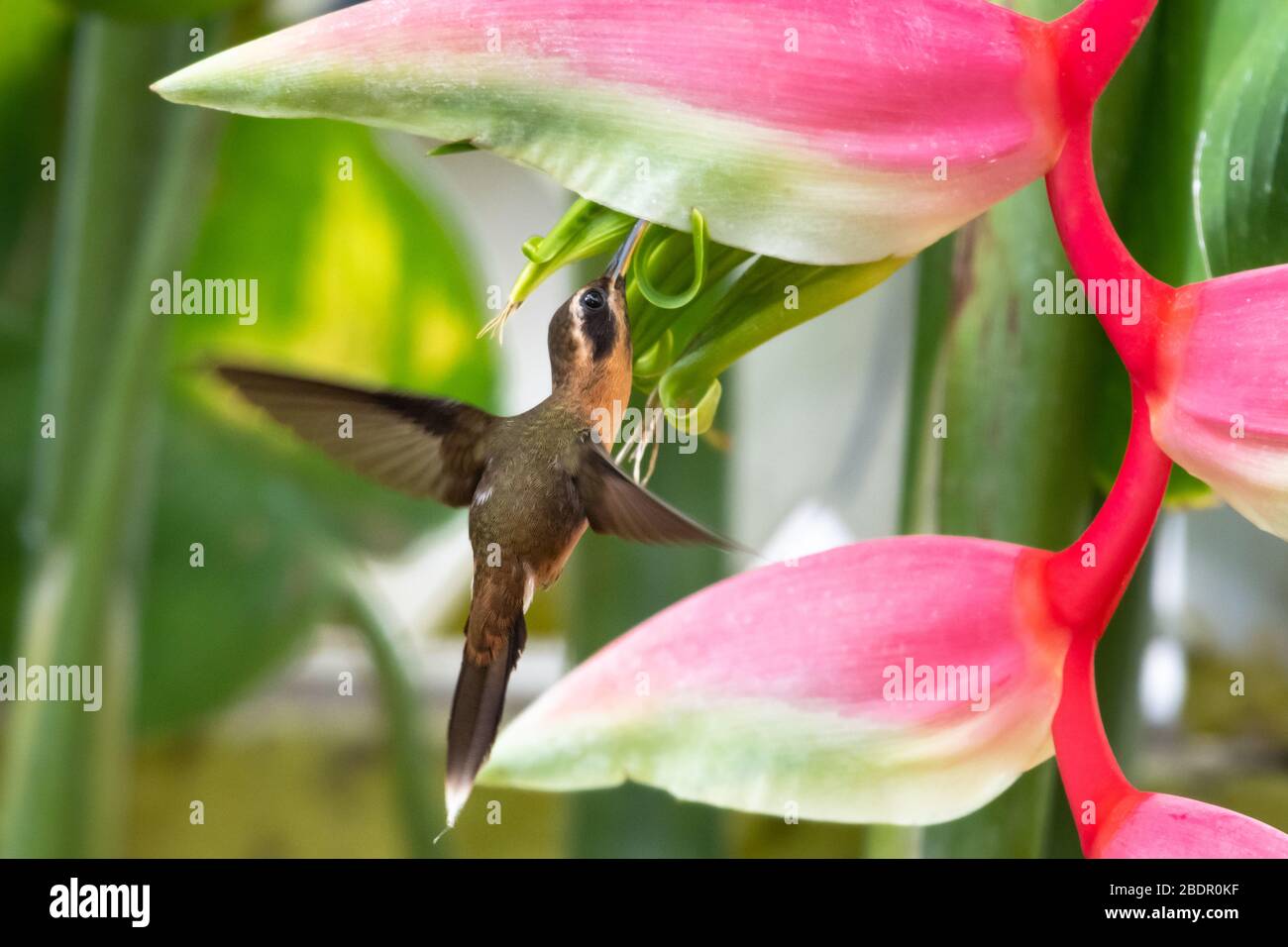 A Little Hermit hummingbird feeding on the Flamingo Pink Heliconia flower. Stock Photo