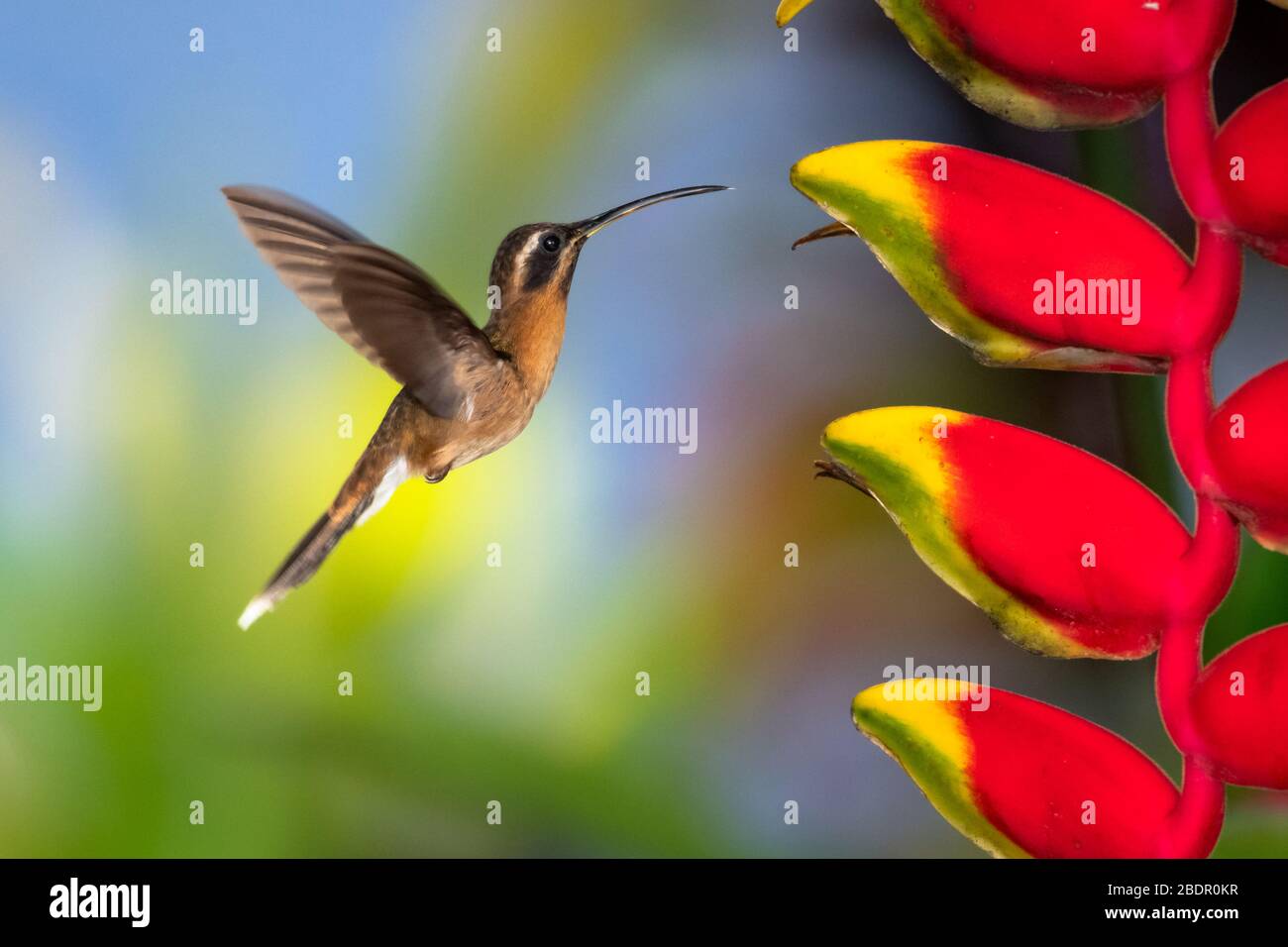 A Little Hermit hummingbird feeding on the Lobster Claw Heliconia flower. Stock Photo