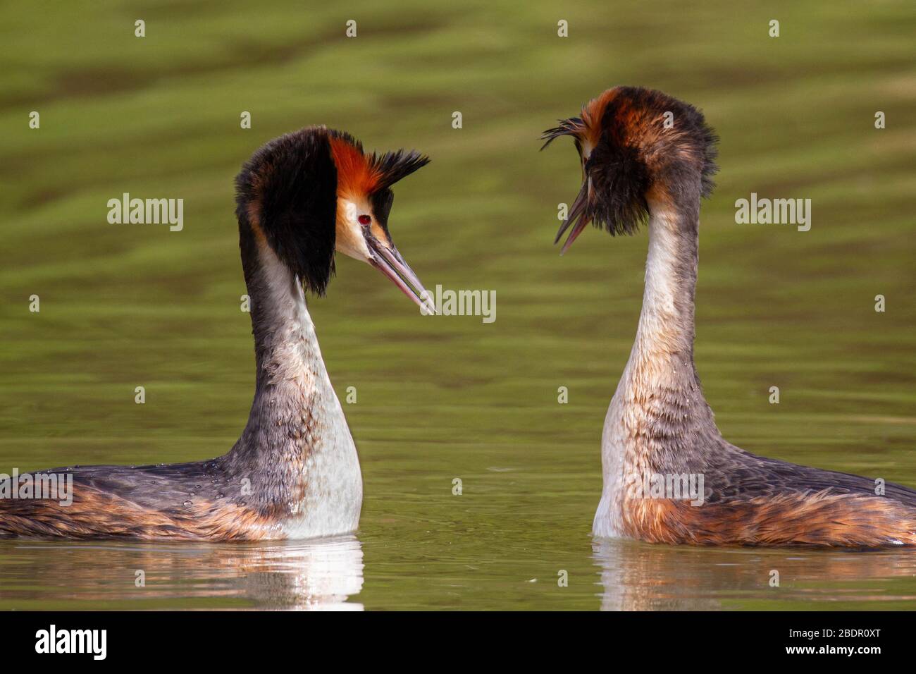 Great Crested Grebes Mating Dance Stock Photo