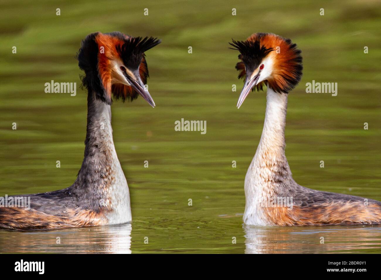 Great Crested Grebes Mating Dance Stock Photo