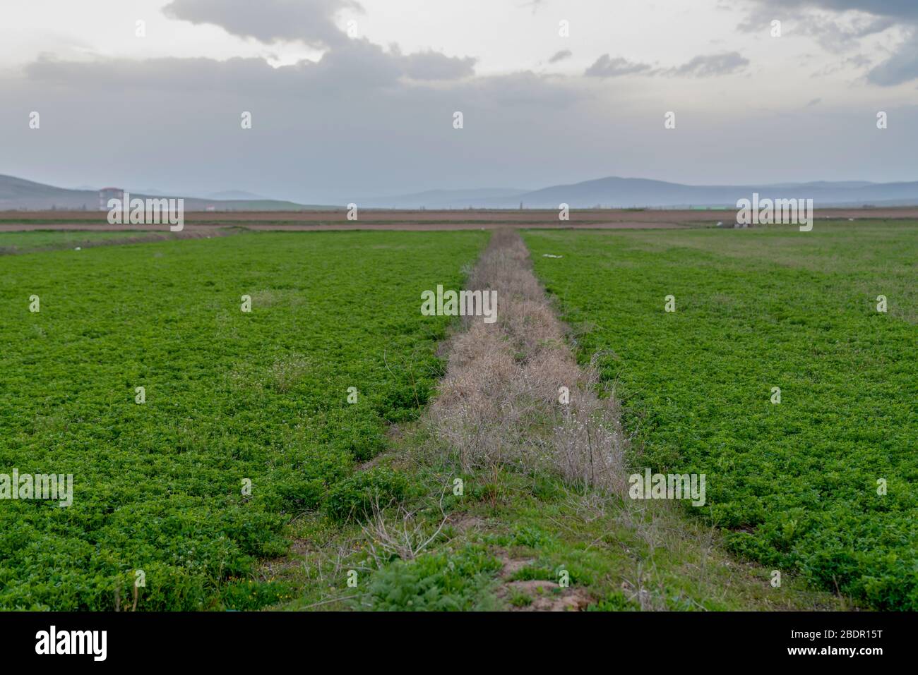 Natural and slightly raised border between two green fields in spring ...