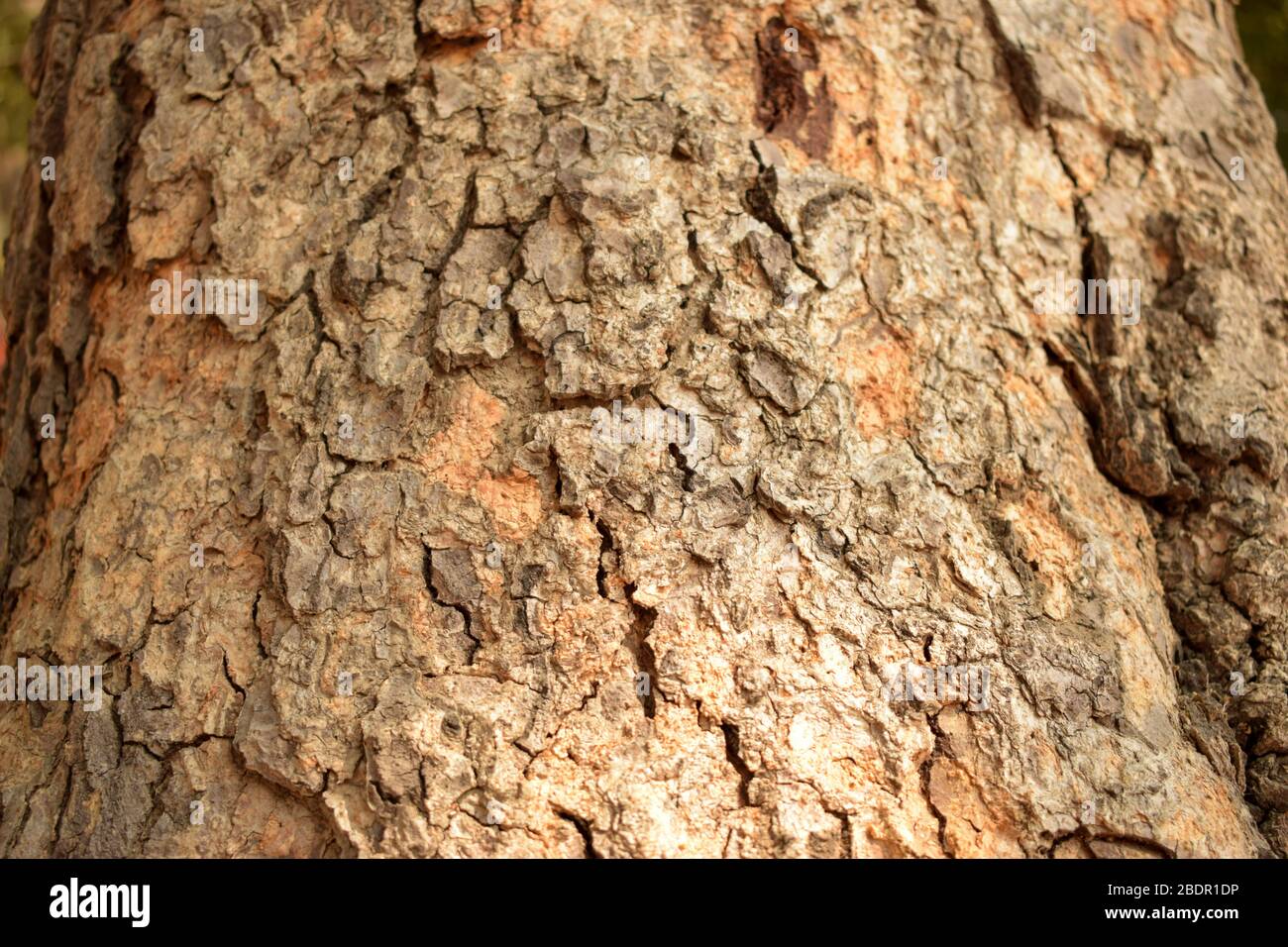 Dry Tree Branch Textured Close-up background Macro Stock Photography Image Stock Photo