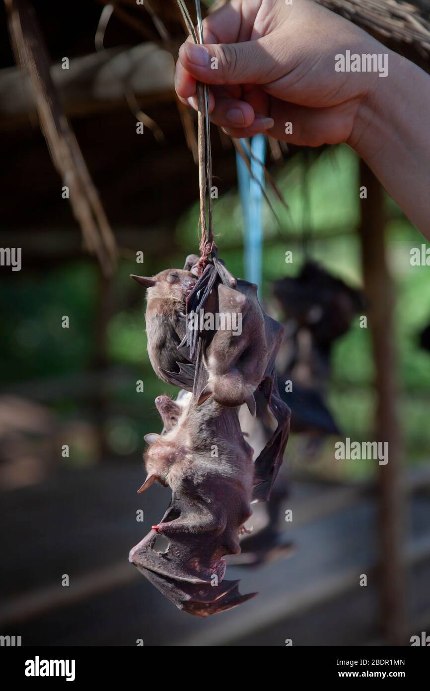 A hand holds a string of live bats for sale at a roadside stall in Laos. Wild life food has been a suggested source of Coronavirus. Stock Photo