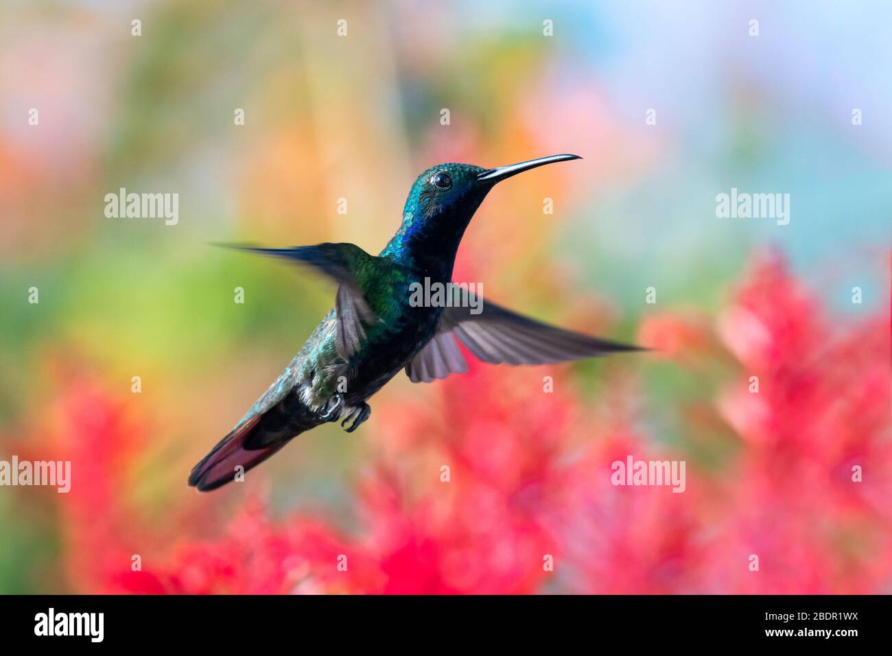 A Black-throated Mango hummingbird hovering in a tropical garden with flowers and foliage blurred in the background. Stock Photo