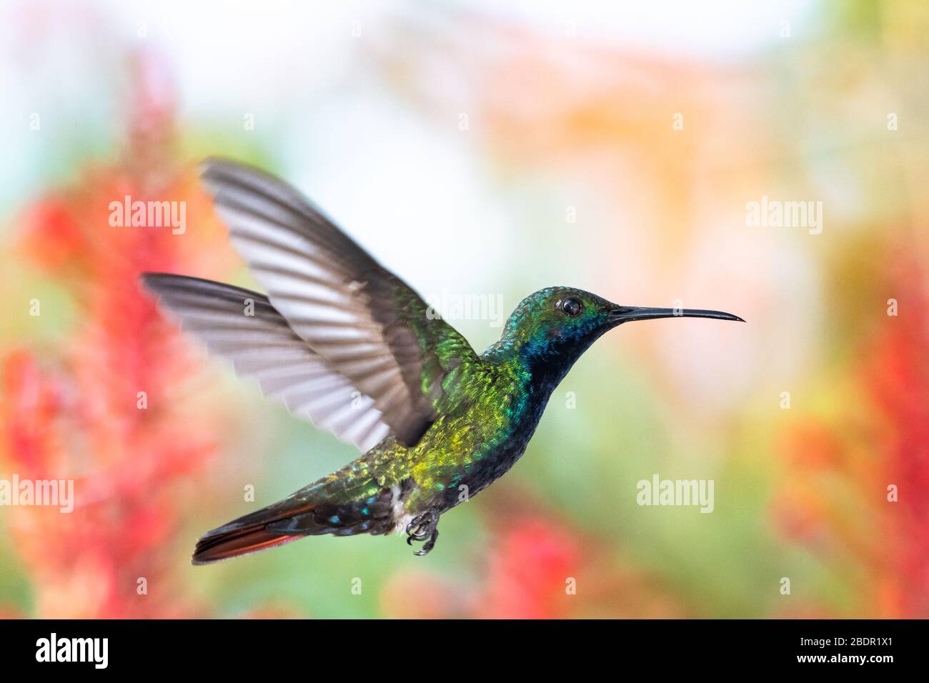 A Black-throated Mango hummingbird hovering in a tropical garden with flowers and foliage blurred in the background. Stock Photo